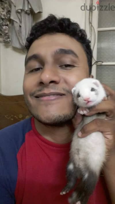 ferret