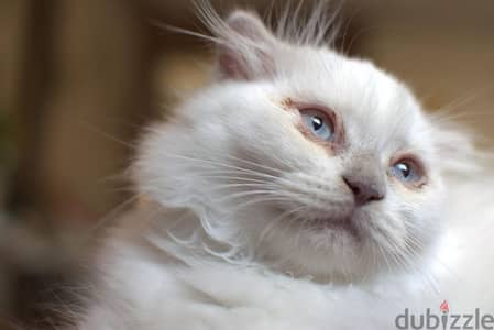 Scottish Fold long hair