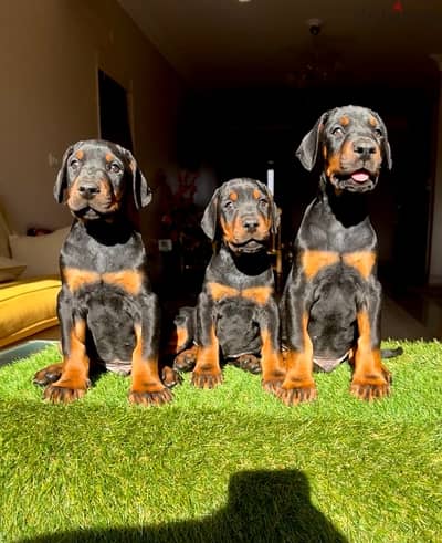 Doberman Puppies