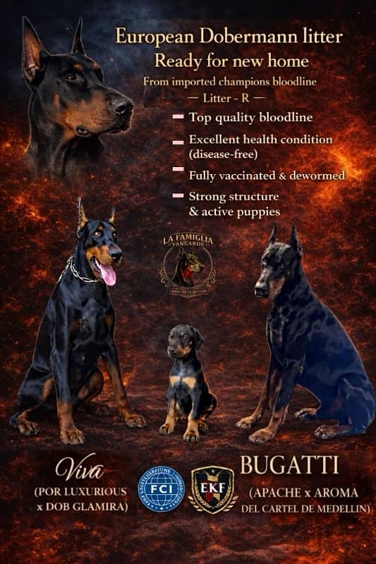 Doberman Puppies 1