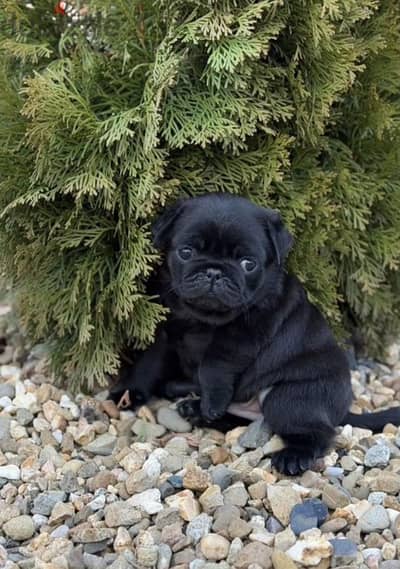 pug puppy females from Russia