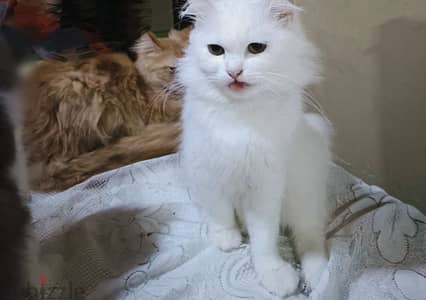 قطط للتبني مجانا