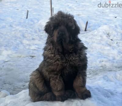 Tibetan mastiff puppy female from Russia