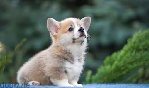 Pembroke welsh corgi puppy boy