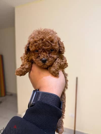 toy poodle