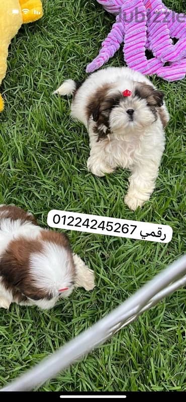 شيتزو ٤٥ يوم- shitzu