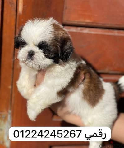 shirzu puppeius شيتزو