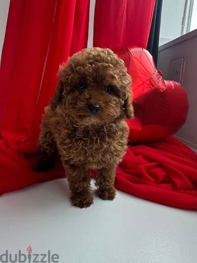 best toy poodle puppies imported parents, بودل