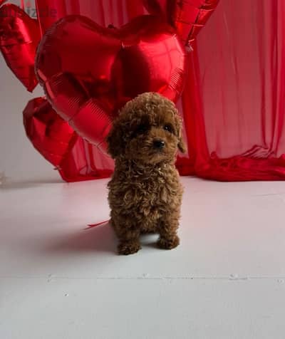 best toy poodle puppies imported parents, بودل