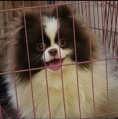 for mating بومرينيان بومرنيان toy poodle بودل Pomeranian