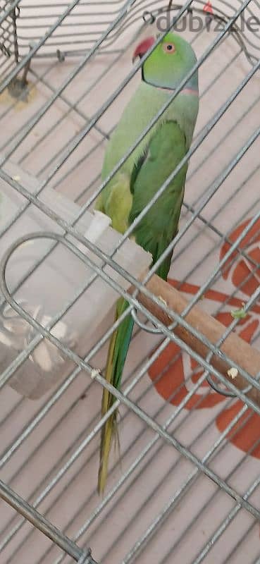 نتاية