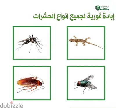 منزل خالى من الحشرات