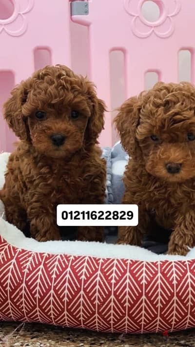 Toy poodle puppies توي بودل