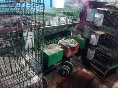 مشروع الارنب بطاريات أرانب ارانب بطاريه بطارية