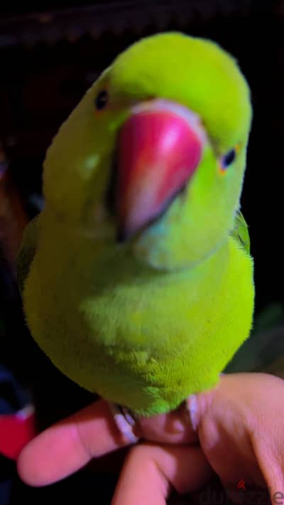 المحله الكبري الغرببه