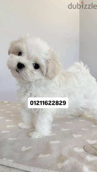 maltese puppies top breed مالتيز