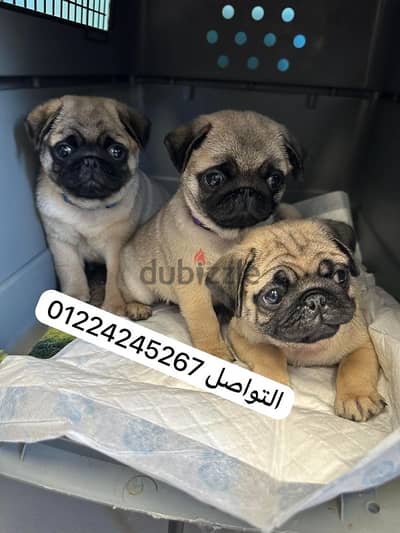 pug 45 days _ بج  pug