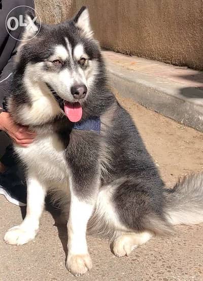 Malamute olx best sale