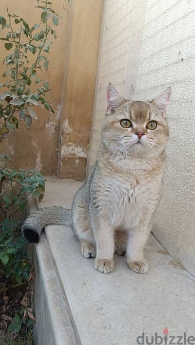 قط سكوتش ستريتNy11 للتزاوج