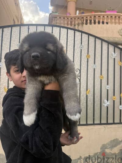 Caucasian Shepherd (Ovcharka) Puppies – Elite Bloodline