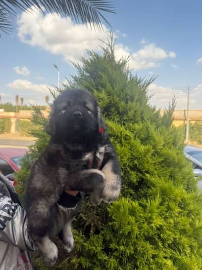 Caucasian Shepherd (Ovcharka) Puppies – Elite Bloodline