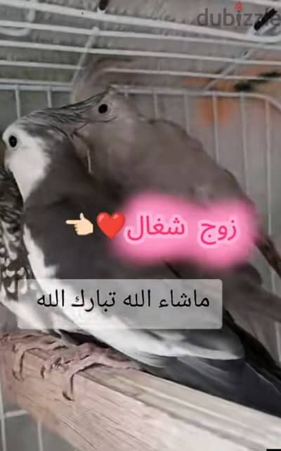 زوج كوكتيل شغال تبارك الله