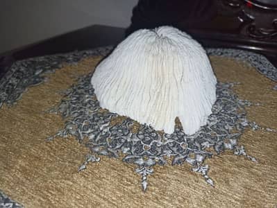 شعبه مرجانيه لتزيين أحواض أسماك الزينه
