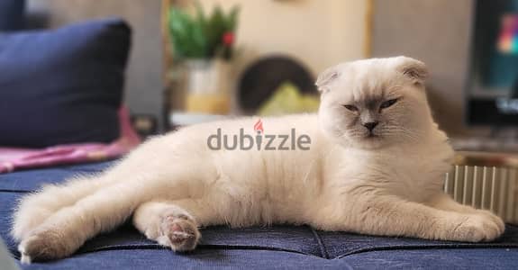 Blue point Scottish Fold girl