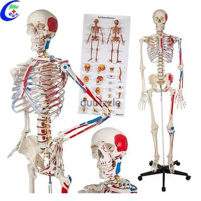 Life-Size Human Colored Skeleton Model Marked 180 cm ‏