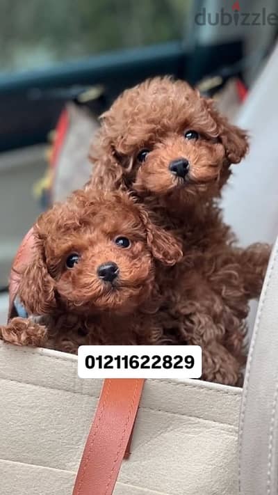 Toy poodle puppies اجمل جراء بودل