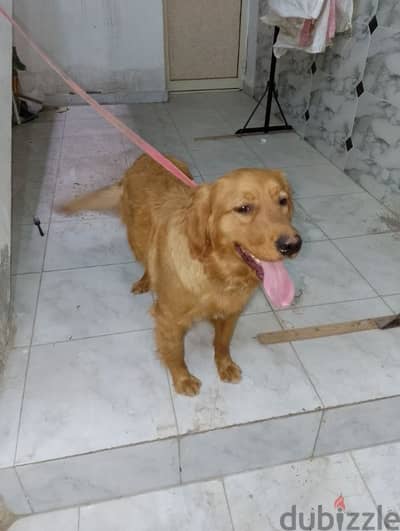 نتايه 10شهور للبيع 01113082704