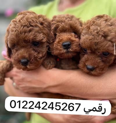 tea cup_poodle