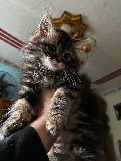 mix Maine Coon