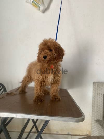 Cocapoo poodle