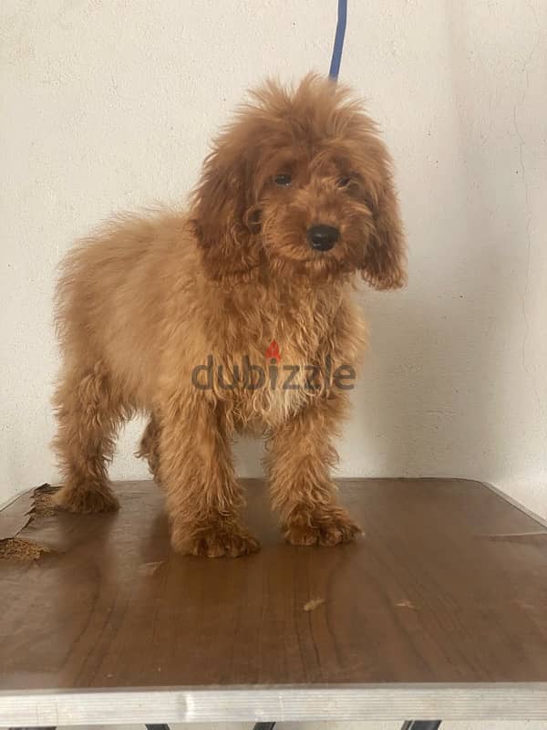 Cocapoo poodle 1