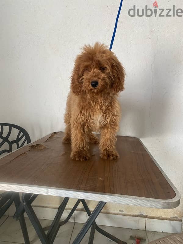Cocapoo poodle 2