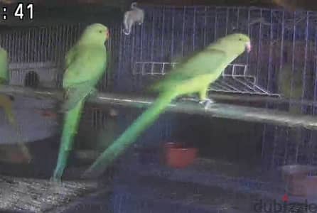نتايه دره هندي بالغه