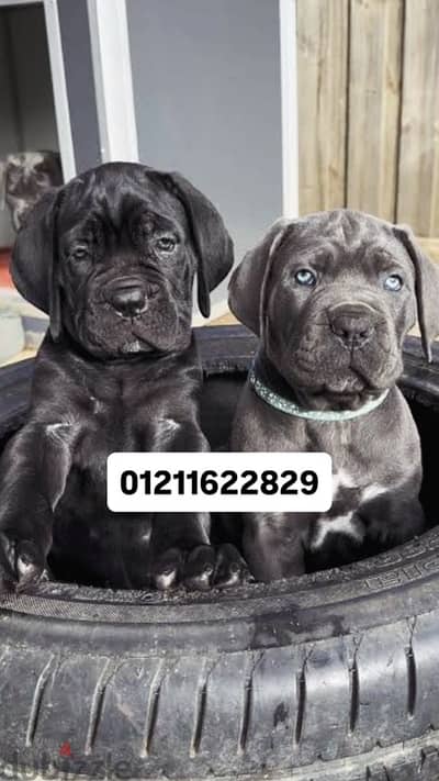unique cane corse puppies