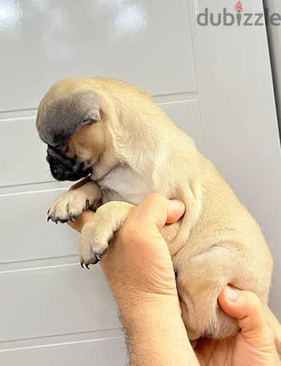 جروية pug بنت وولد بيور 40 يوم وخدة تطعيم ديدان وحشرات