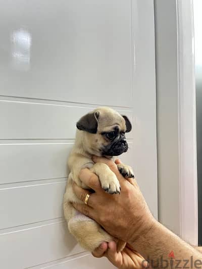 جروية pug بنت بيور 60 يوم وخدة تطعيم ديدان وحشرات