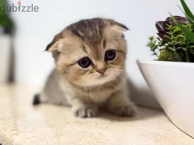 Scottish Fold Gold