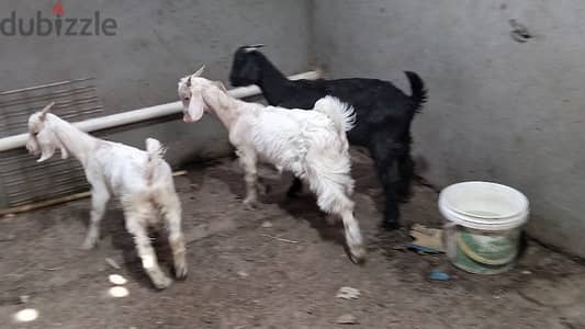 جديان خلايط