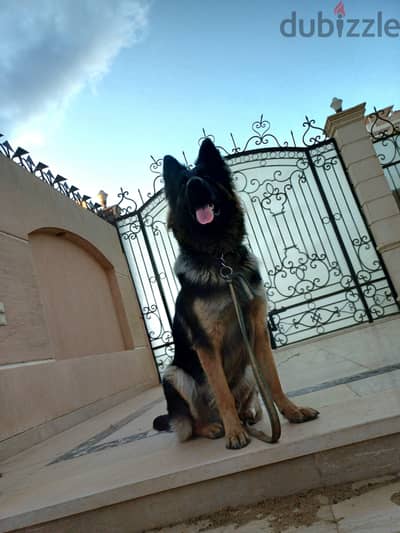 كلب جرمن شيبرد
