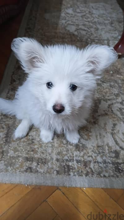 4 month old male griffon