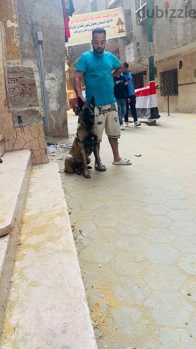 دكر مالينو للبيع عندو سنه 01107160151