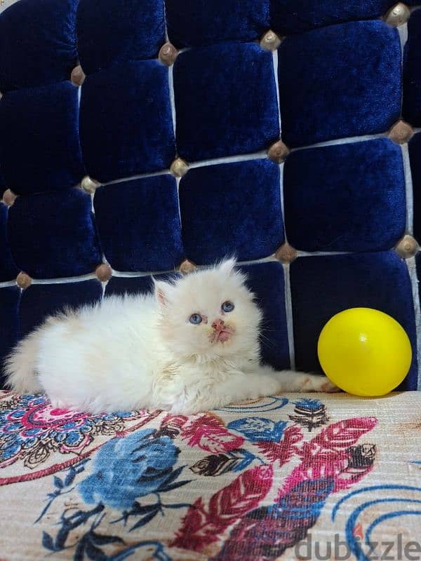cat hay level 3