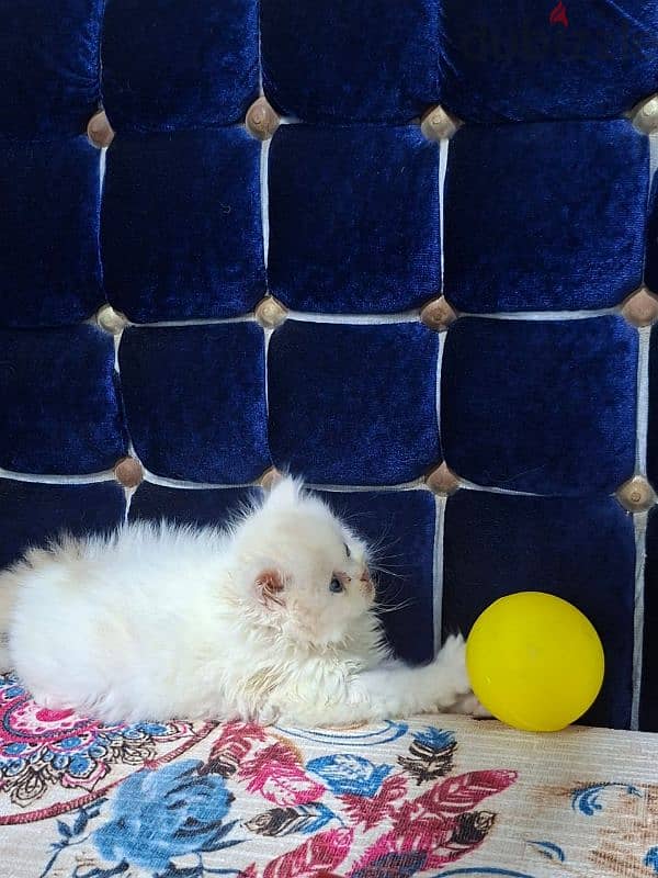 cat hay level 5