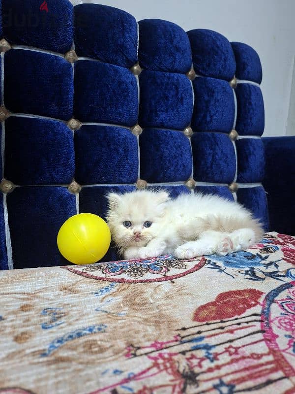 cat hay level 6