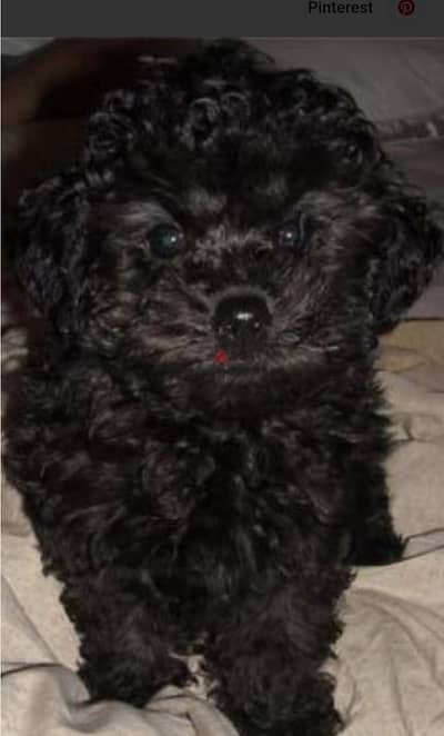 toys poodle