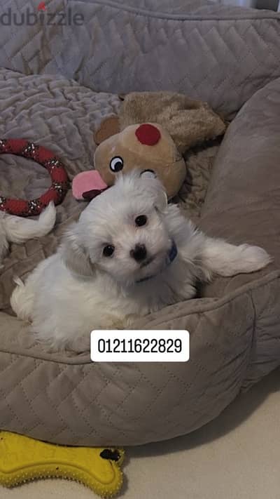 maltese puppies مالتيز